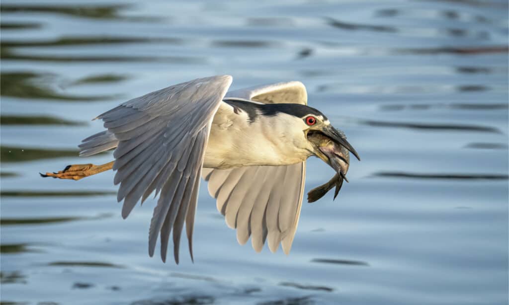 black crowned night heron baby