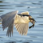 Black-crowned Night Heron