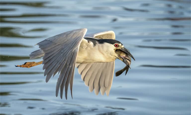 A night heron flying with a fish in its mouth