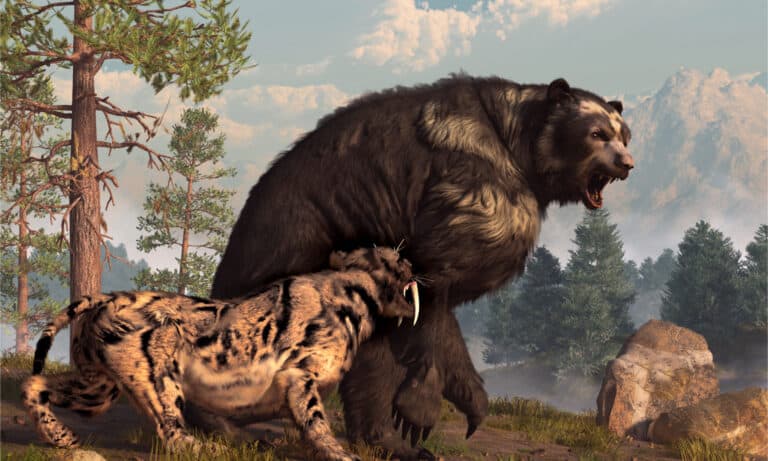 A saber-toothed cat tries to drive a short-faced bear out of its territory.