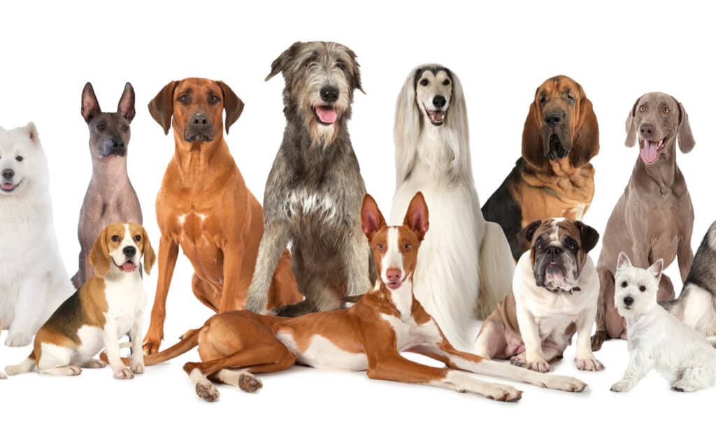 A variety of dog breeds