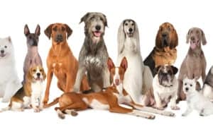 7 Most Expensive Dog Breeds for Pet Insurance Picture