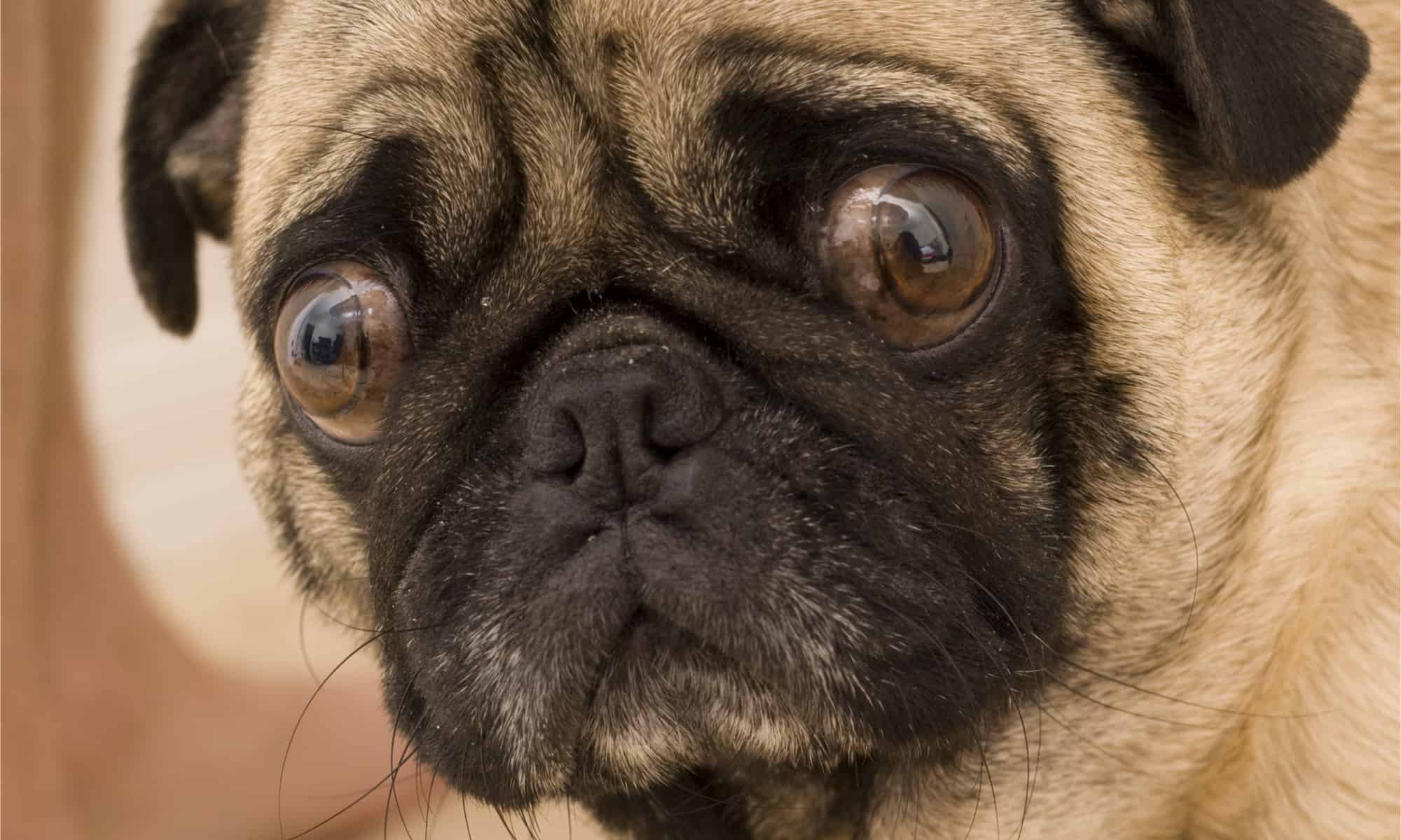 Why Dogs Get ‘Stuck’ Together During Sex, and What Do to About It - AZ Animals