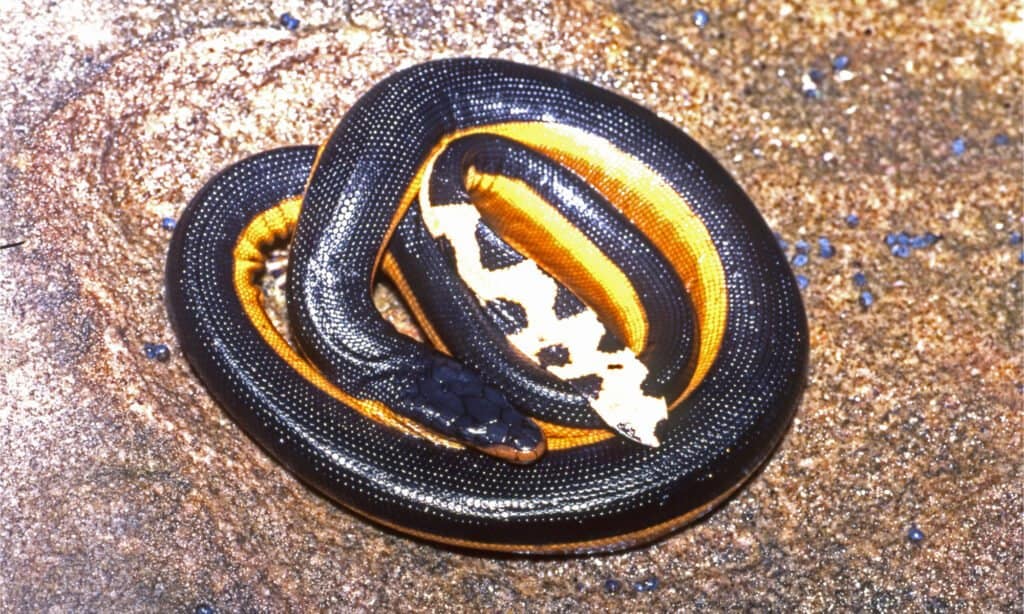 A yellow-bellied sea snake curled up on the beach displaying its paddle-like tail