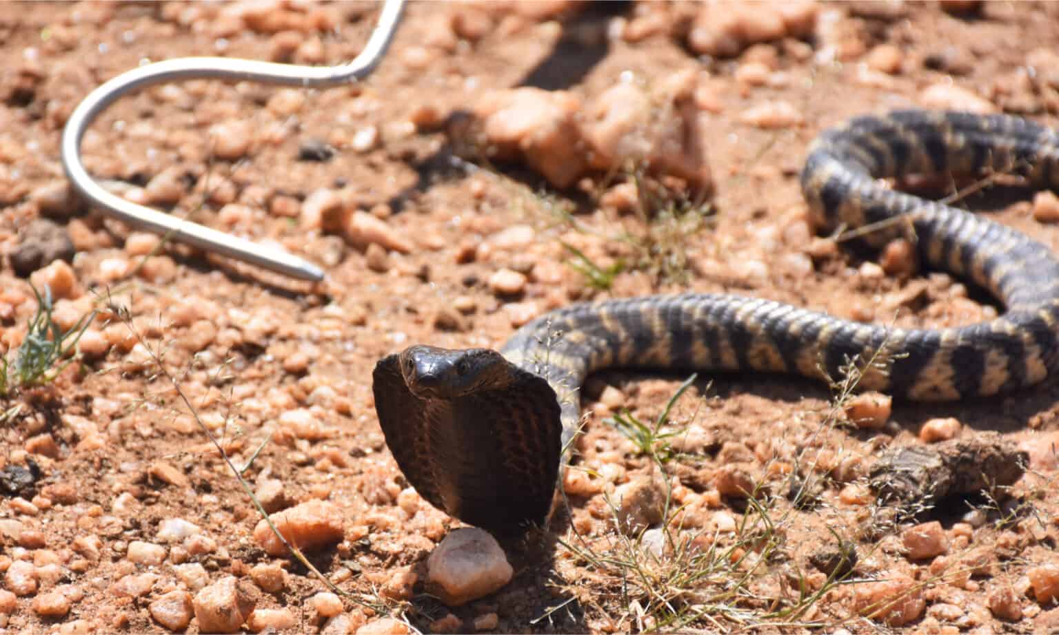 Zebra Spitting Cobra Animal Facts | Naja Nigricincta - Wiki Point