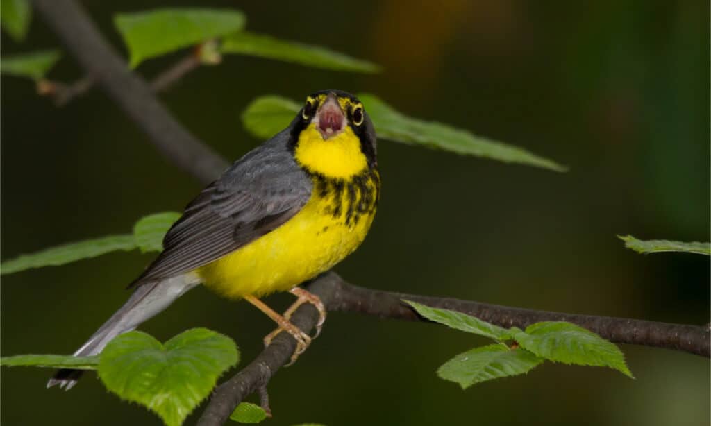 Adult breeding male Canada warbler