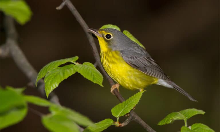 Adult female Canada warbler sitting on a tree branch