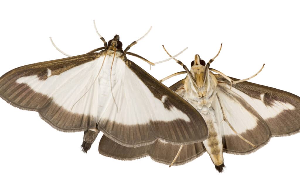 Adult of the box tree moth (Cydalima perspectalis) isolated on white