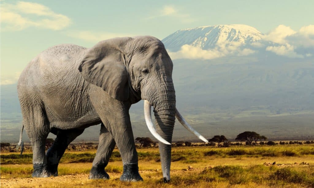 Elephant with large tusks