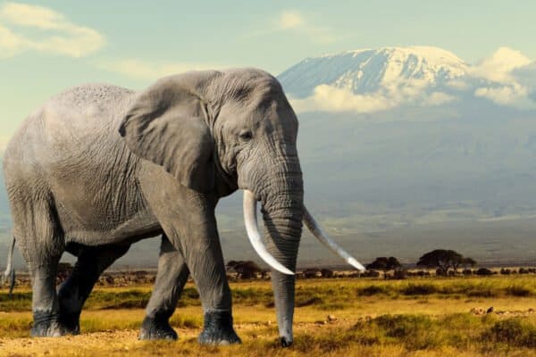 An African Elephant in the National park of Kenya, with Mount Kilimanjaro in the background. African elephants are the biggest animals that walk the earth at present. They are also working animals that you can sometimes ride!