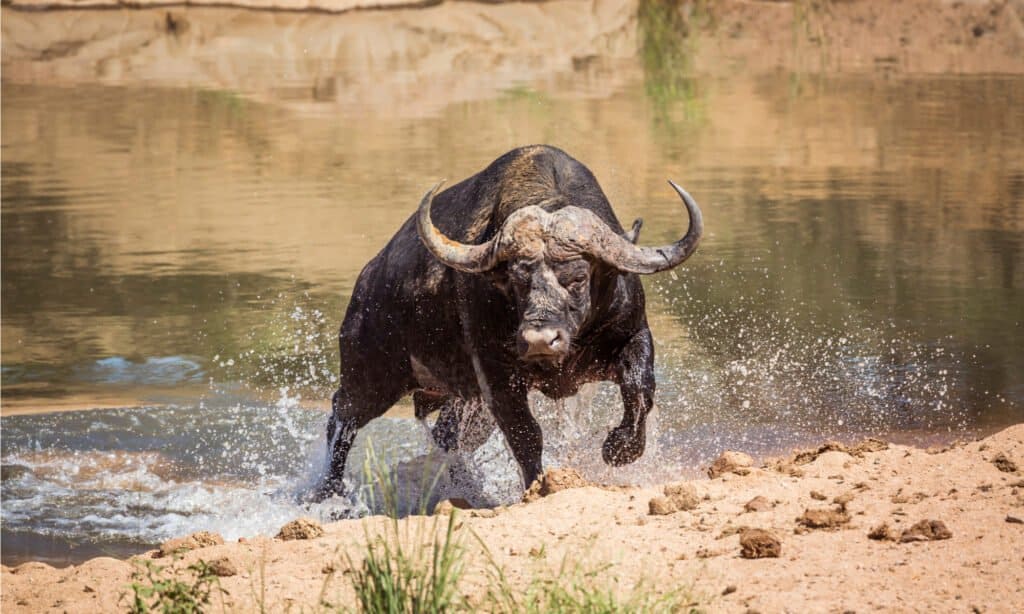 Cape buffalo running out of water