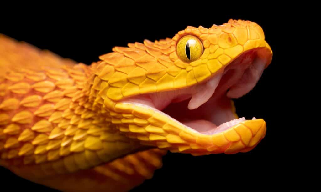 African Bush Viper (Atheris squamigera) with open mouth showing fangs.