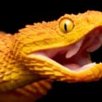 African Bush Viper (Atheris squamigera) with open mouth showing fangs.