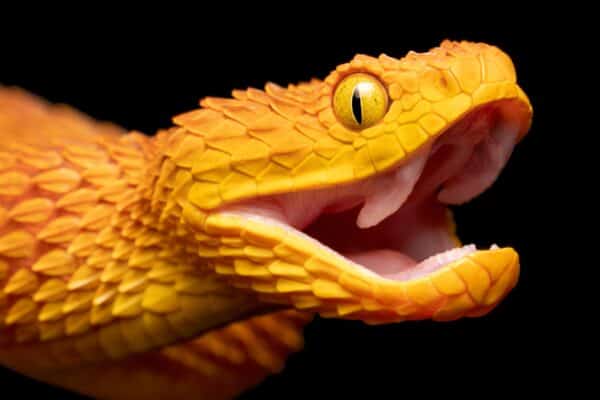 African Bush Viper (Atheris squamigera) with open mouth showing fangs.
