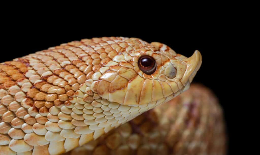 Profile of an albino plains hognose snake's face