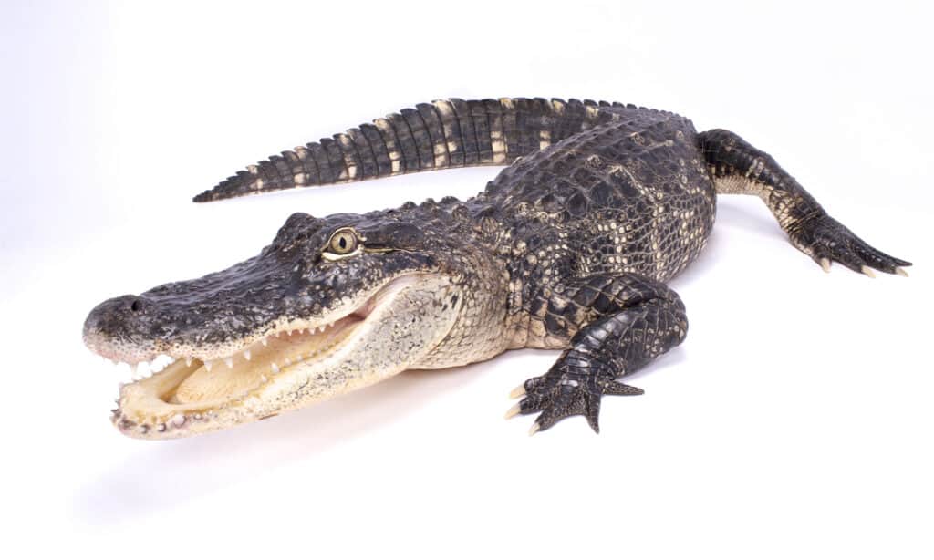 American alligator,Alligator mississippiensis on a white background