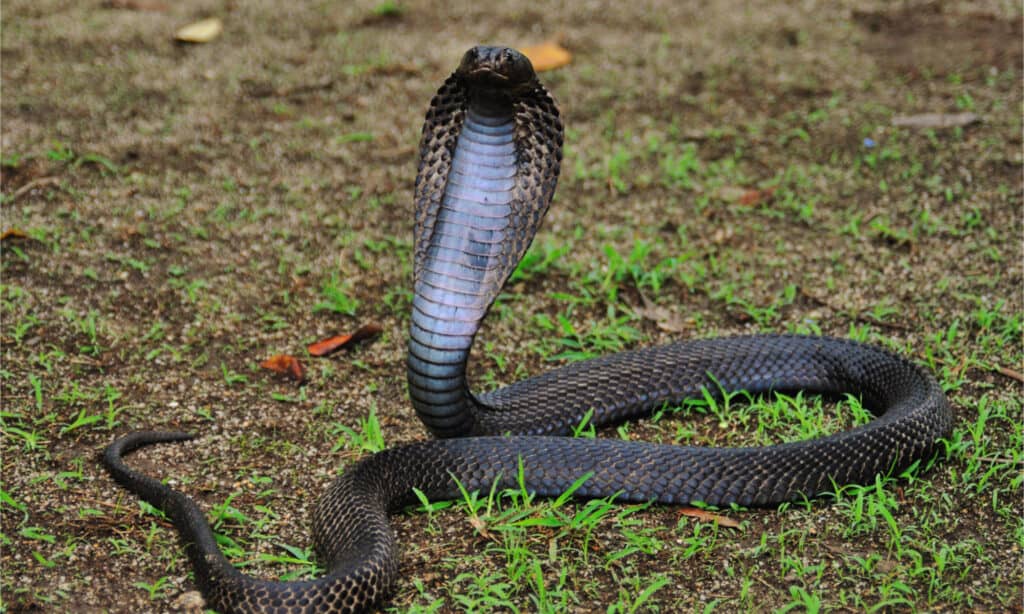 An equatorial spitting cobra with its head raised and hood open