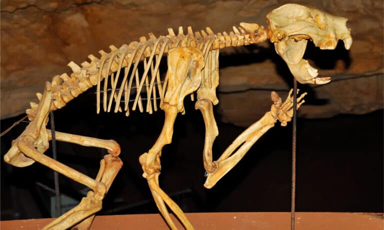 Thylacoleo skeleton in a cave
