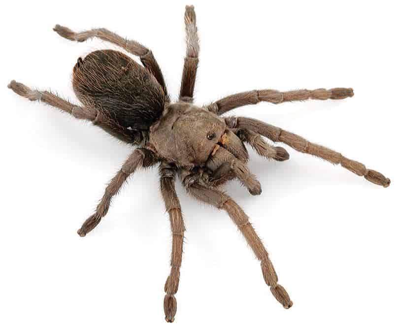 Tucson Bronze Tarantula