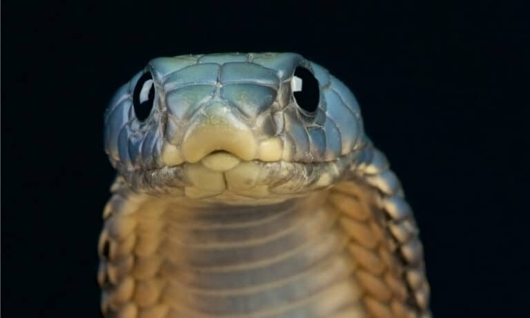 The Arabian cobra has a triangular head and round, dark eyes.