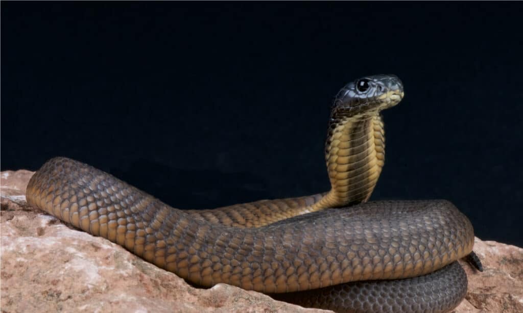 Arabian Cobra has a long robust body measuring up to 8 feet in size, and is gold, yellow, or light brown in color.