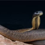 Arabian cobra