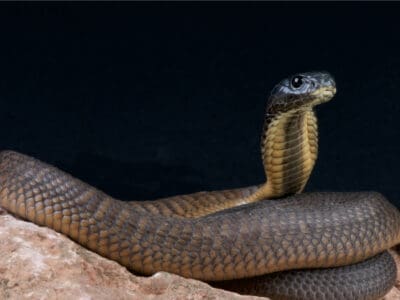 A Arabian Cobra