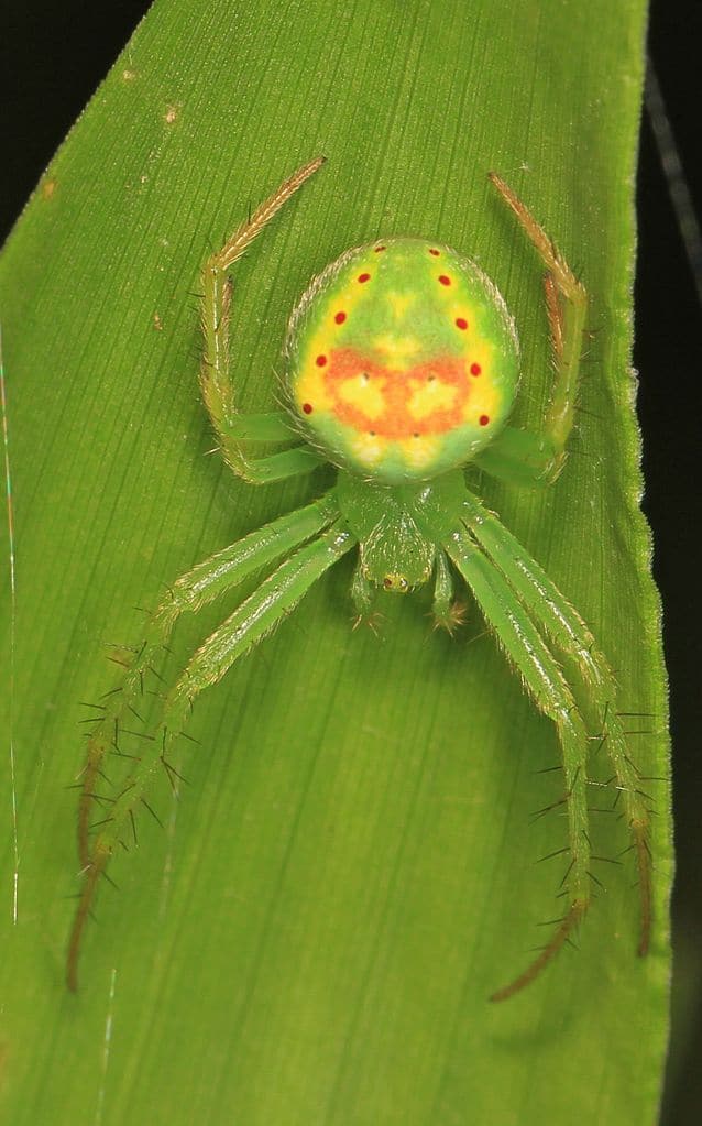 Macro of Red-Spotted Orb Weaver on a green leaf/ The spider is the same bright green color as the leaf. Its eight green leg have dark "hairs" protruding from them. The spider's abdomen is green with yellow and orange splotches that resemble tie-dye. The abdomen also has  two vertical lines of five red dots on each side. 