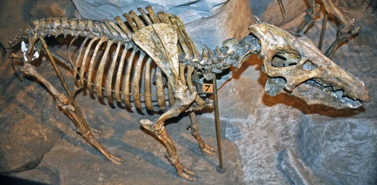 The Archaeotherium looked somewhat like a warthog with a very long head. The teeth suggest they fed on roots and tubers dug out of the ground with their large tusks. It probably spent much of its time grubbing in the Oligocene soil for food.