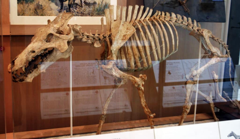 Archaeotherium in museum