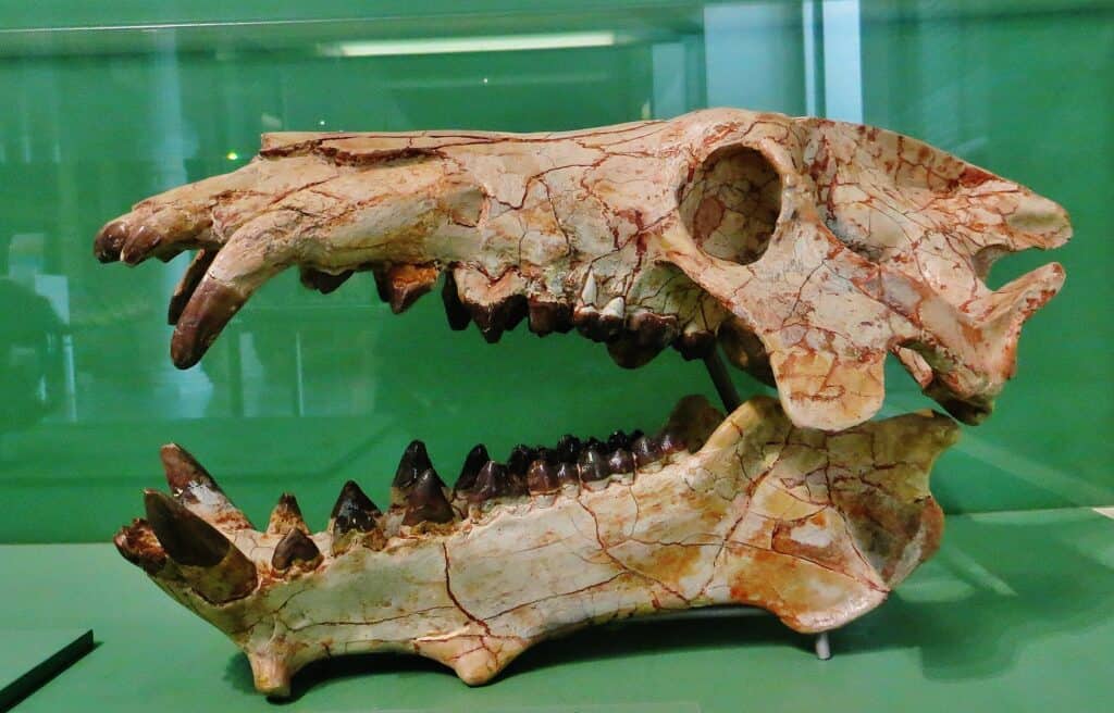 prehistoric predators archaeotherium