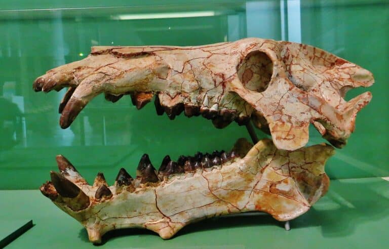 Fossil of an Archaeotherium. They were about the size of modern cows. On average, they stood about 3 feet 11 inches at the shoulder.