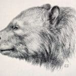 South American short-faced bears