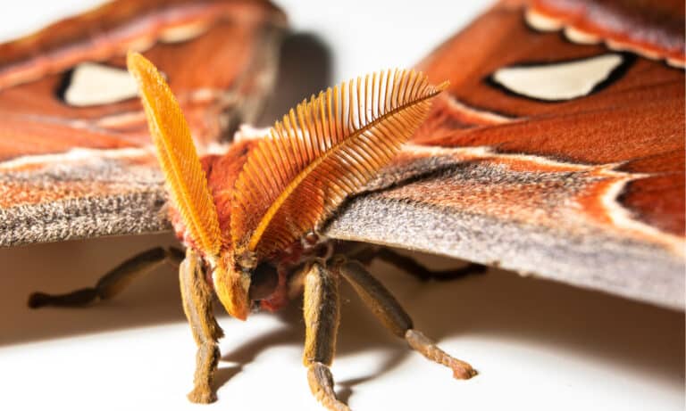 An Atlas moth, close-up of the head. Atlas moth is one of the largest moths in the world in terms of wing surface area and wingspan.