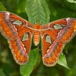 Atlas moth