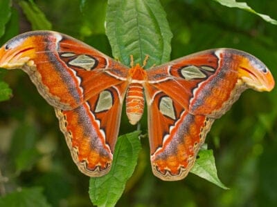 A Atlas Moth