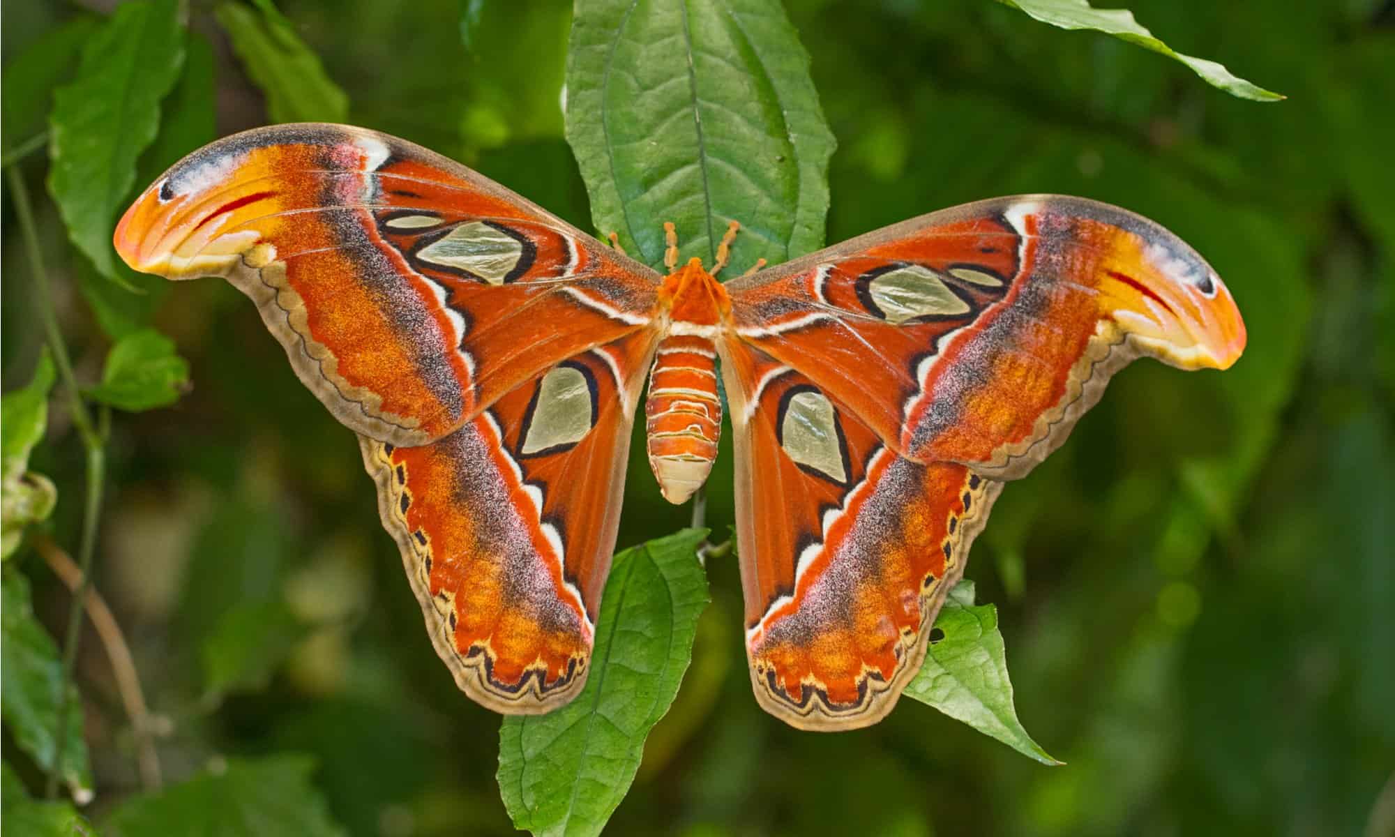 Atlas Moth 800x800
