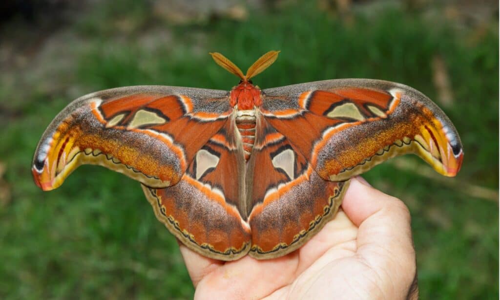 Female Atlas moth with open wings on a person's hand. The Atlas Moth has wing colors of rusty brown, light yellow, red, purple, and black.