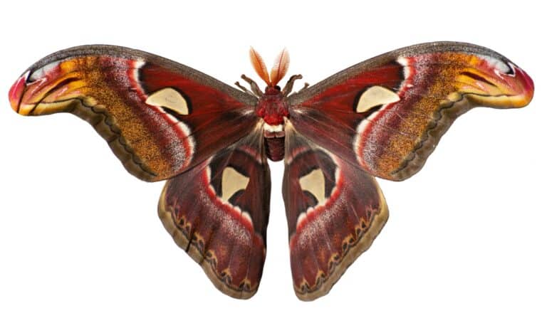 Male giant atlas moth, Atticus atlas, isolated on white background.
