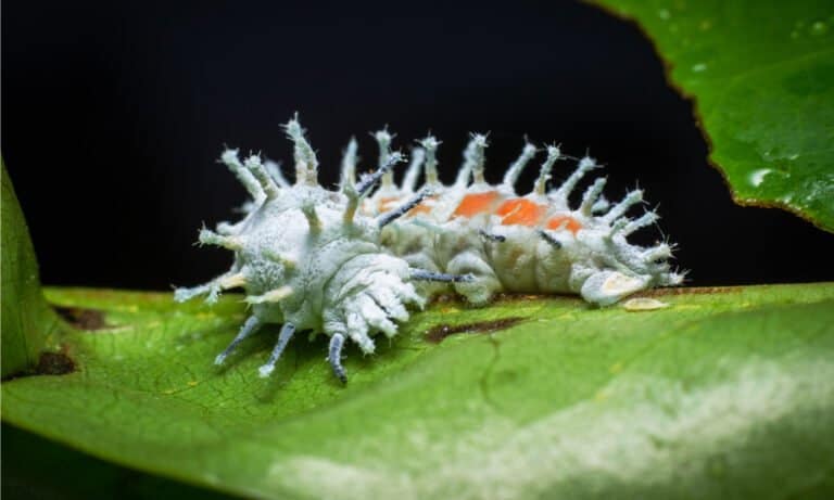 Atlas Moth Larva feeds ravenously, first on its eggshell and then on its favorite leaves from citrus, guava, cinnamon, and Jamaican cherry trees.