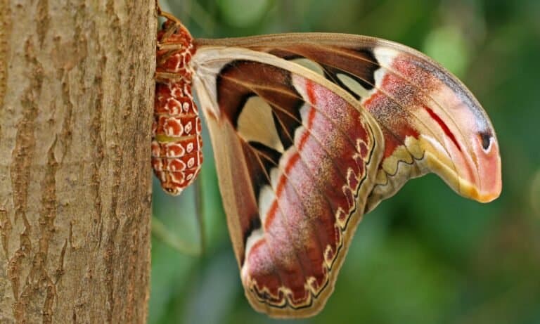 An Atlas moth sitting against a tree. Atlas moths only live for a few days to a few weeks.