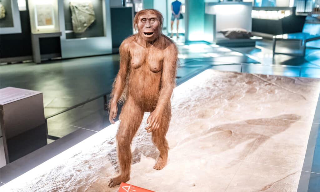 Australopitchecus female at a museum