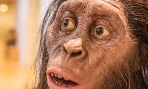 Australopithecus Picture