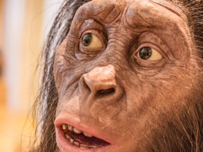 A Australopithecus