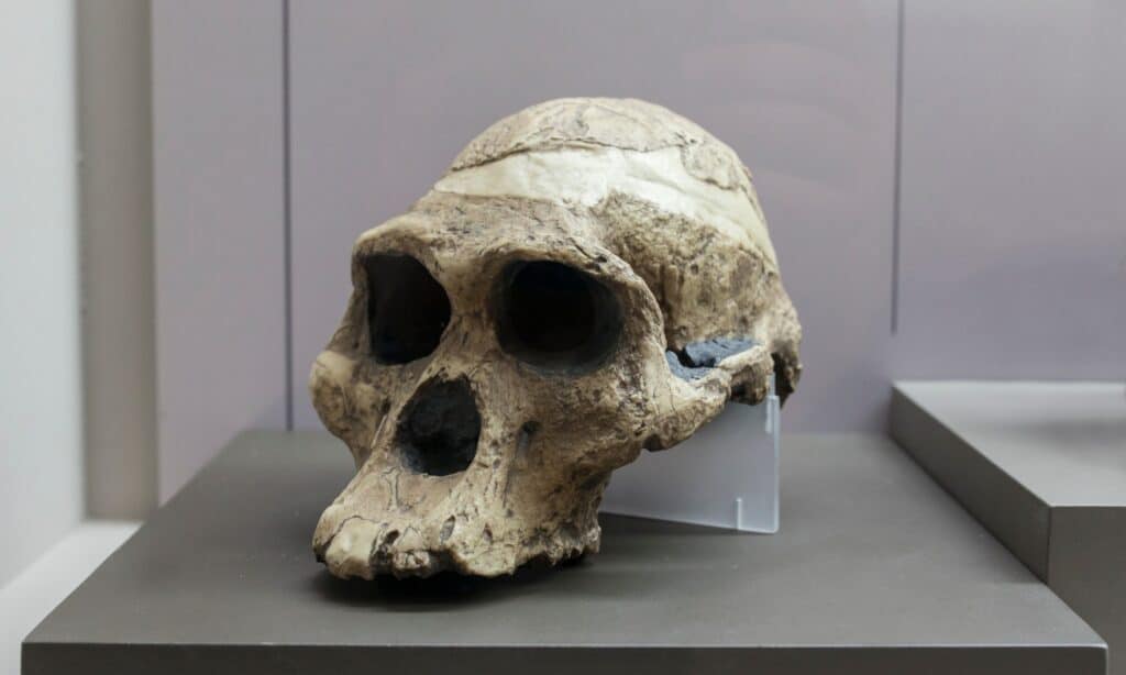 Australopithecus skull