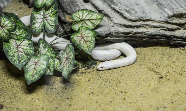 Banana California kingsnake - Lampropeltis getula california