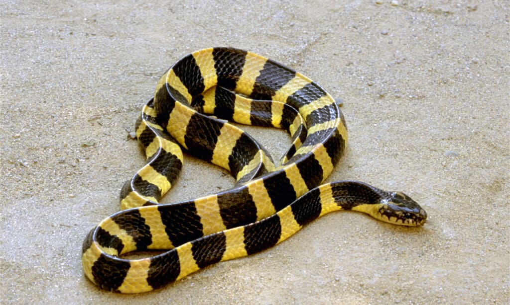 A banded krait on sand