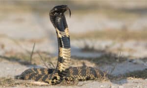 10 Incredible Snake Facts Picture