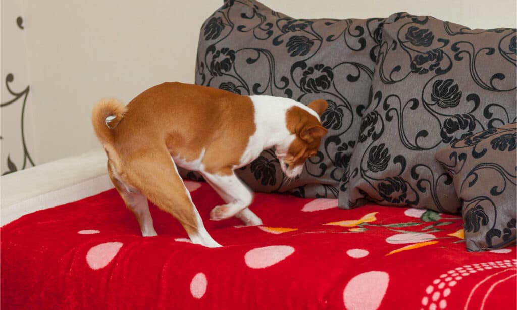 A basenji scratching and digging bed
