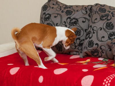 A Here Are The Reasons Your Dog Pees On Your Bed